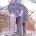 Konni Elephant 2